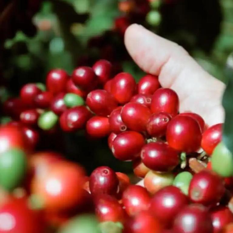 Private Lodge Sierra Nevada de Santa Marta - Five-Bedroom House - 30