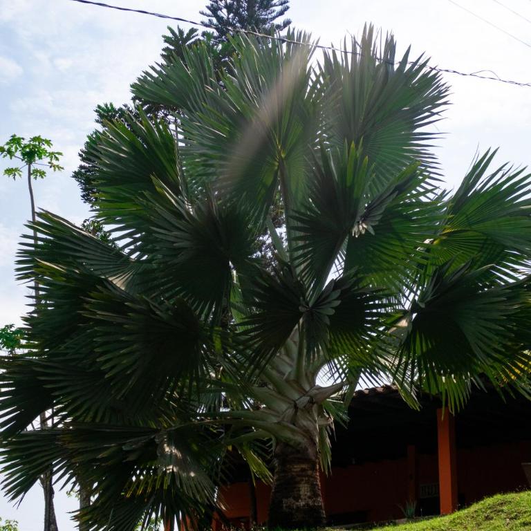 Hospedaje RioBosque San Carlos - Budget Double Room - 34