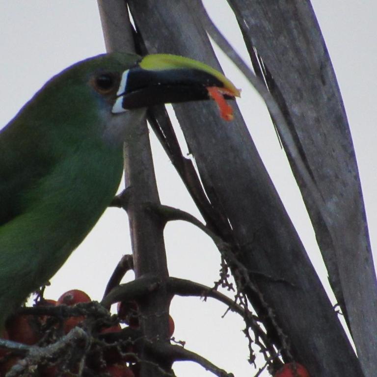 Reserva Guadalajara - Cocora Valley - Double Room with Mountain View - 5