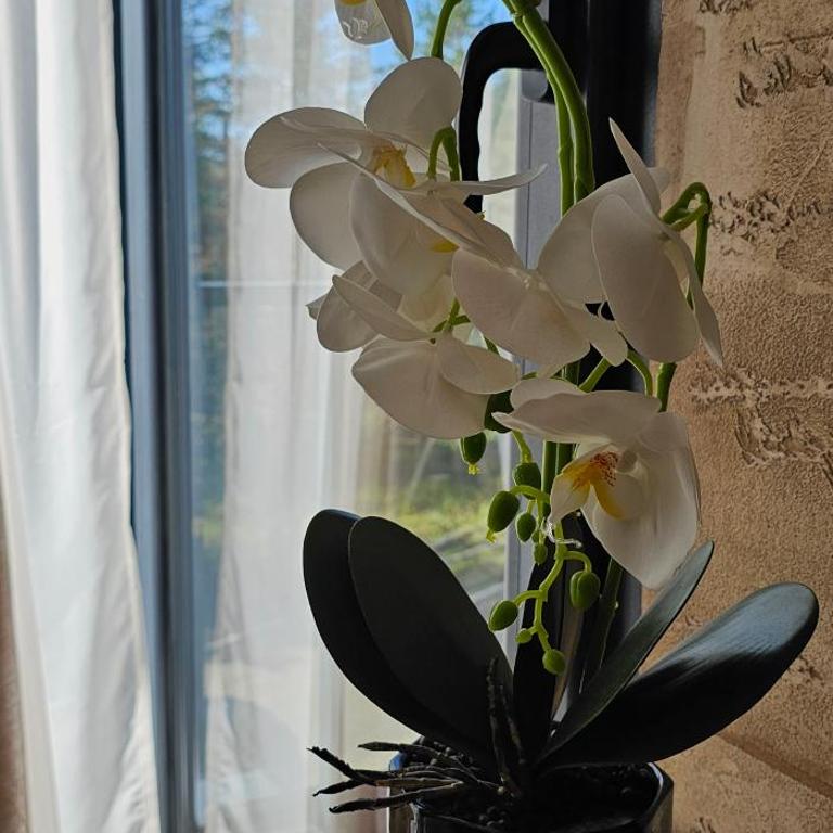 Green Hill Isidorovic Divcibare - Apartman sa 1 Spavaćom Sobom - 11