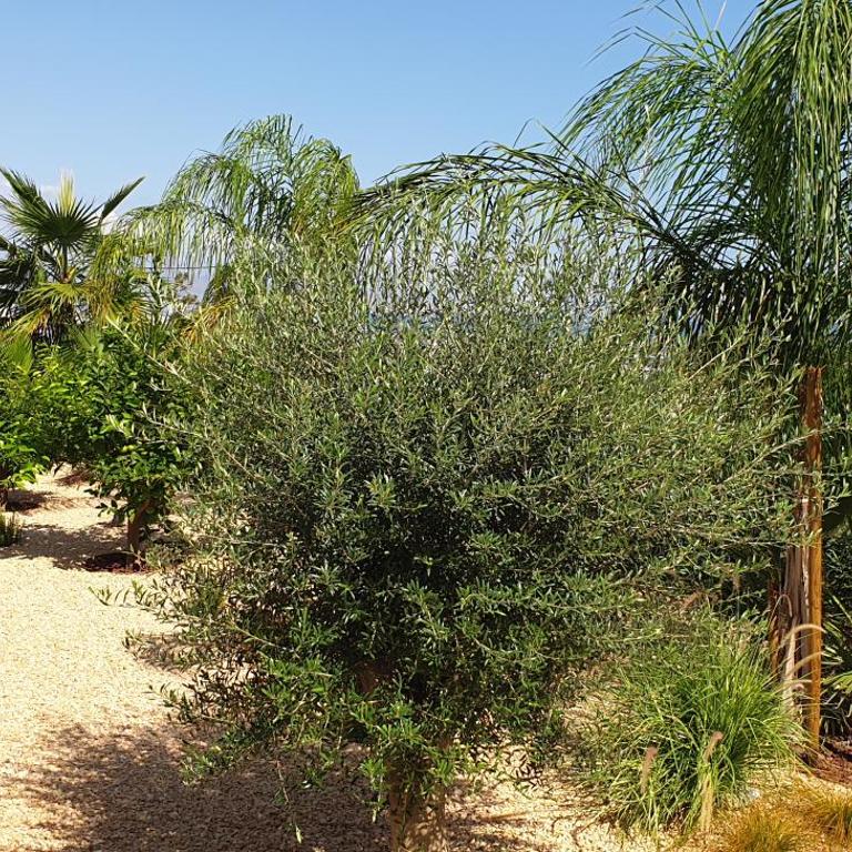 Happyplace Malaga - Villa with Panoramic Sea View Heated Infinity Saltwater Pool - Villa con vistas al mar - 76