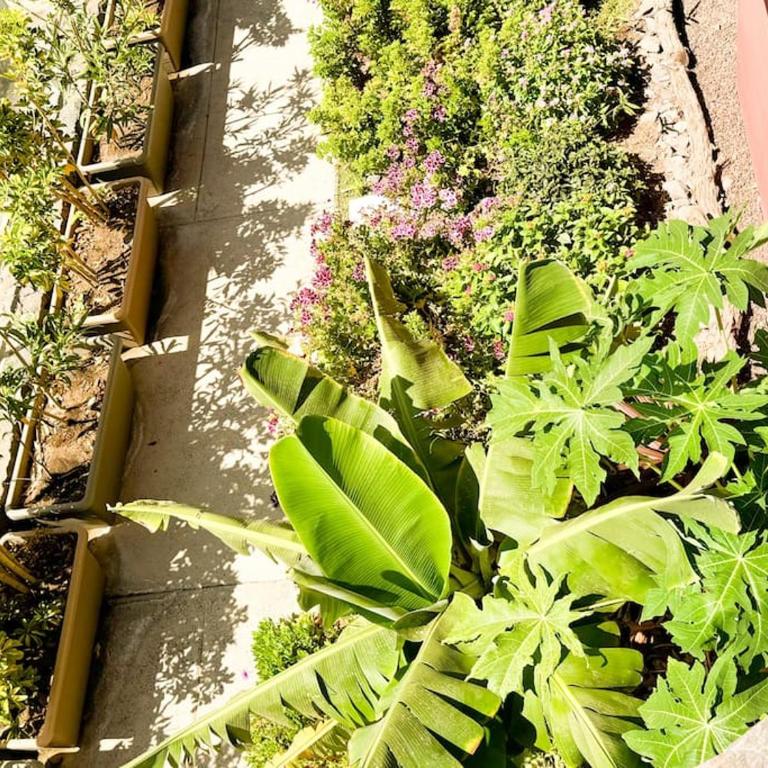 Green Villa The Canarian Garden by CanaryScape - Villa de 3 dormitorios - 9