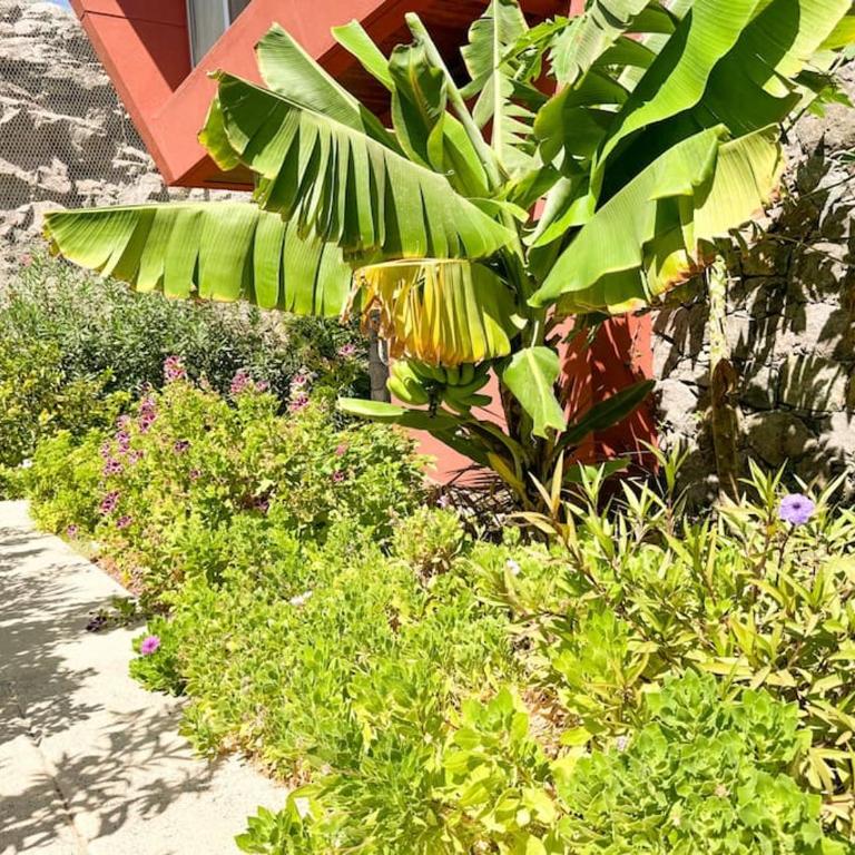 Green Villa The Canarian Garden by CanaryScape - Villa de 3 dormitorios - 18