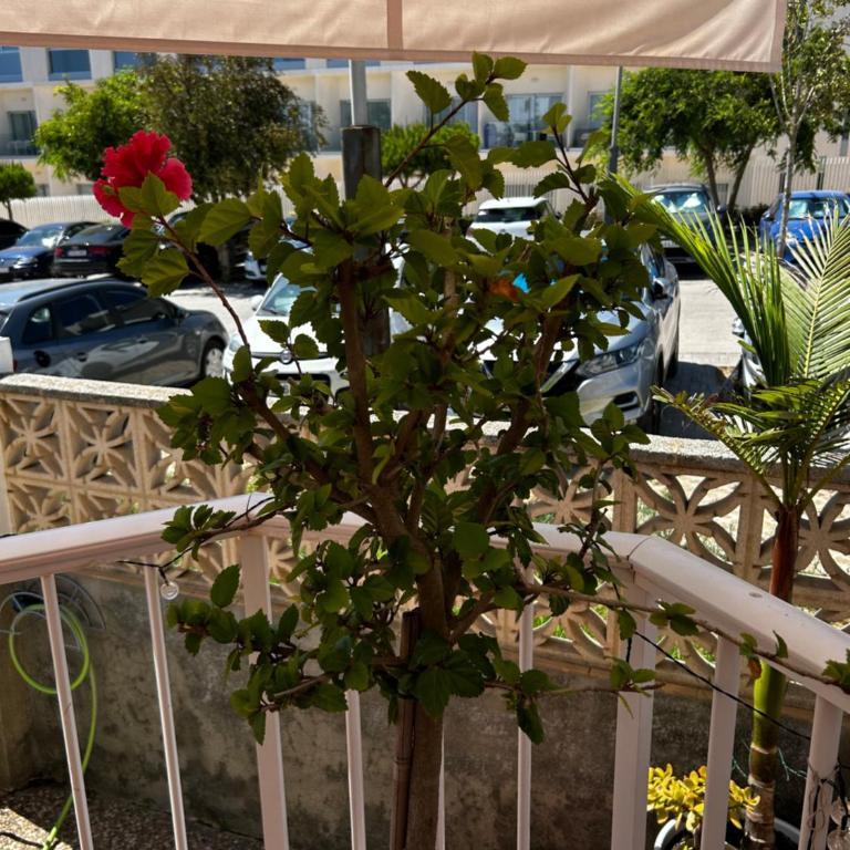 Apartamento junto al mar ROQUEO NICOLAS - Apartamento de 2 dormitorios - 14
