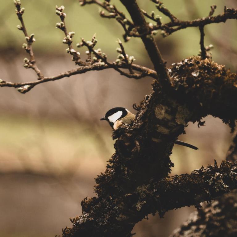 Cuckoos' Nest - Apartment mit Blick auf die Berge - 14