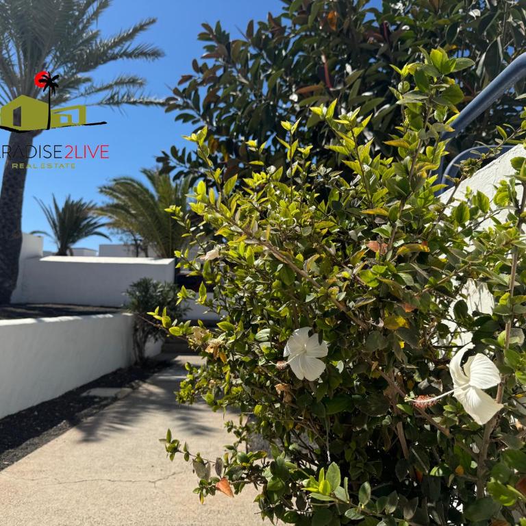 Urban Beach Corralejo - Apartamento de 1 dormitorio - 5