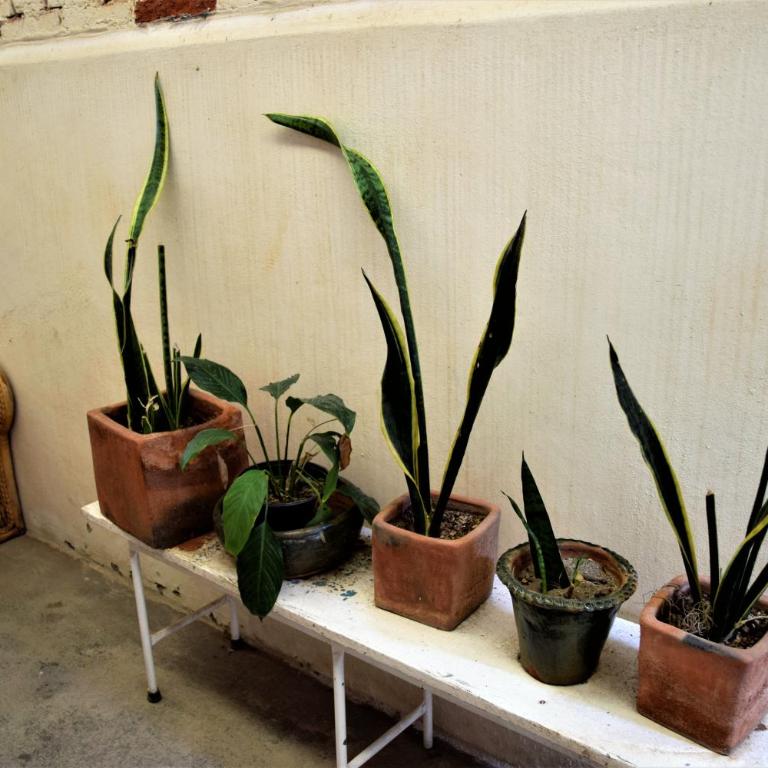 The Roots Flat Oaxaca Centro - One-Bedroom Apartment - 41