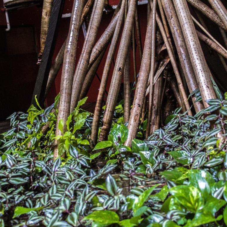 The Roots Flat Oaxaca Centro - One-Bedroom Apartment - 30