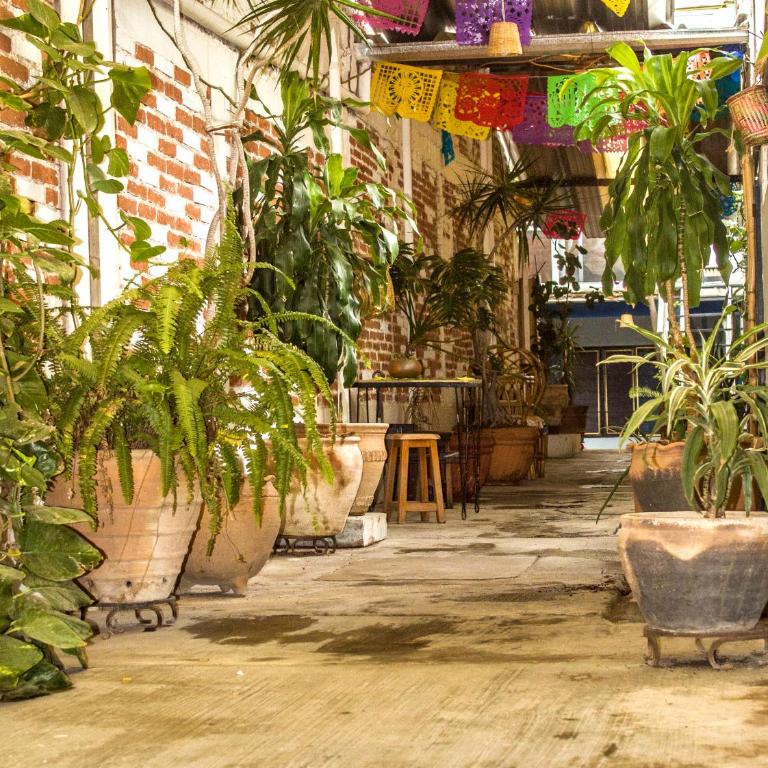 The Roots Flat Oaxaca Centro - One-Bedroom Apartment - 12