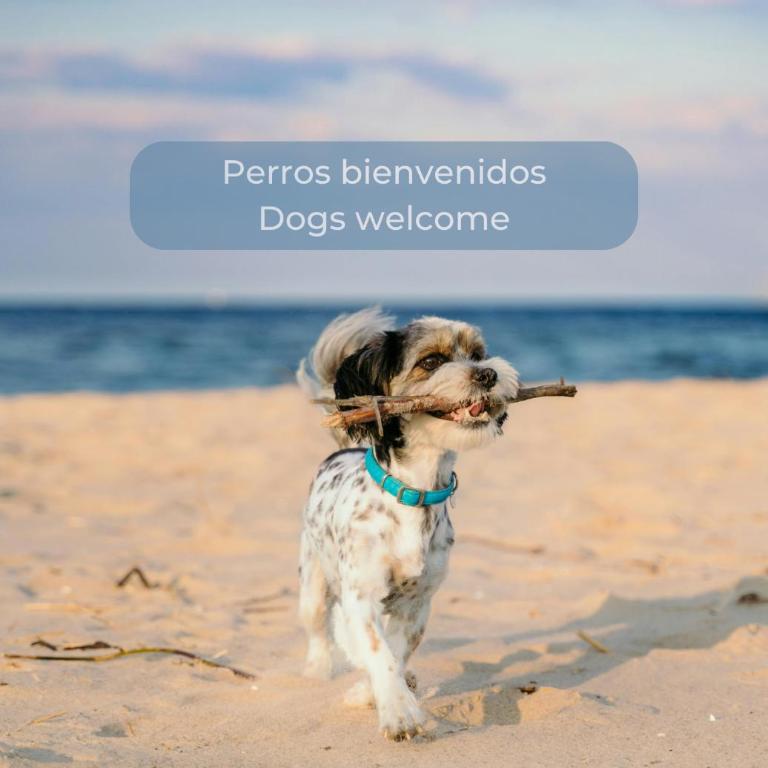 Kiwi Smoothie - En la playa, doble terraza, cocina completa, dos camas y Wifi - Apartment - 20