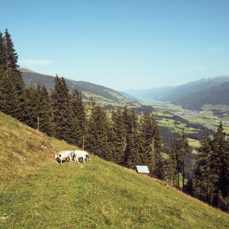 PETER'S - Bergbauernhof mit Weitblick - Apartment mit 2 Schlafzimmern - 17