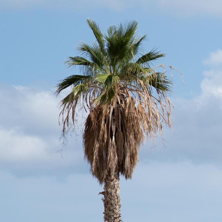 Loft en Altea - Apartamento de 1 dormitorio - 44