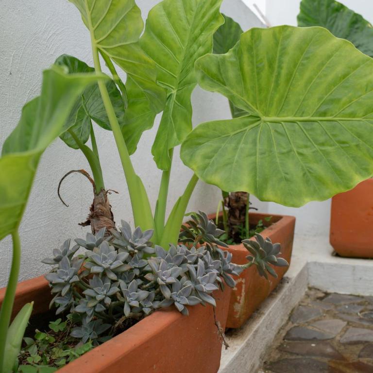 Centrico departamento de 3 habitaciones - Three-Bedroom Apartment - 49