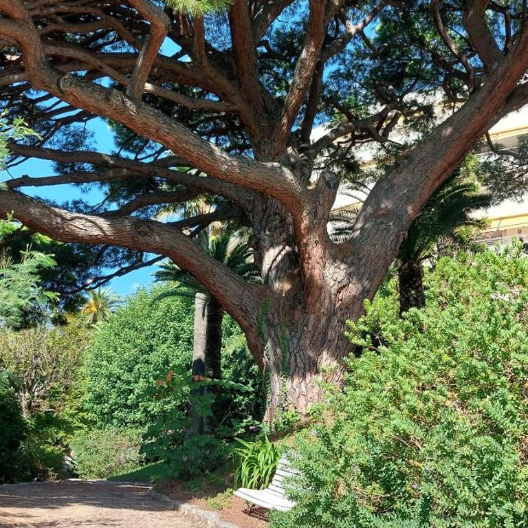Les Orangers - Cannes - Sea View- Swimming Pool - Free Parking - Beach - Apartment mit 1 Schlafzimmer - Meerseite - 24