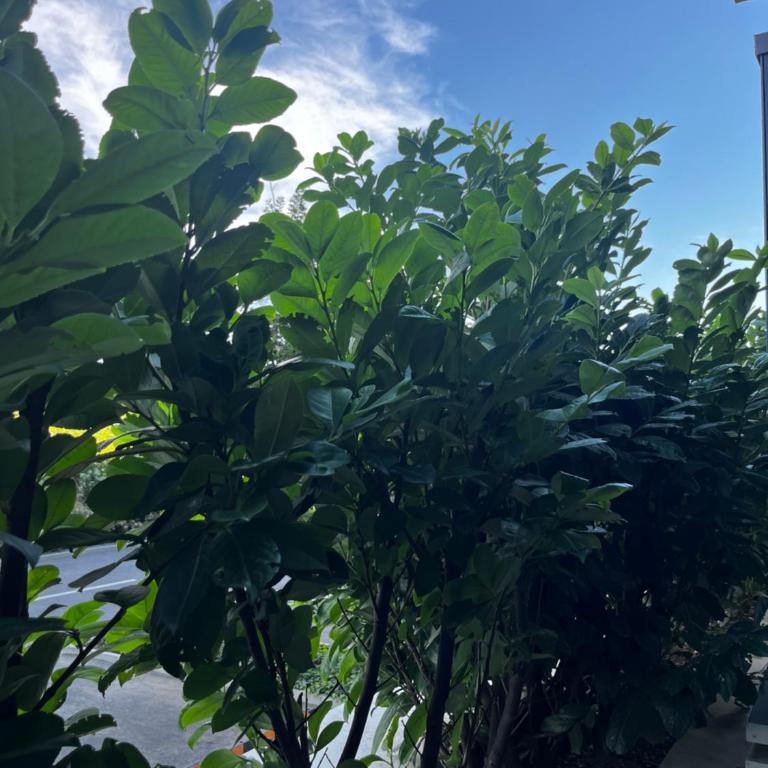 Dorcolina - Novi Dorcol - Apartman sa 1 Spavaćom Sobom - 25