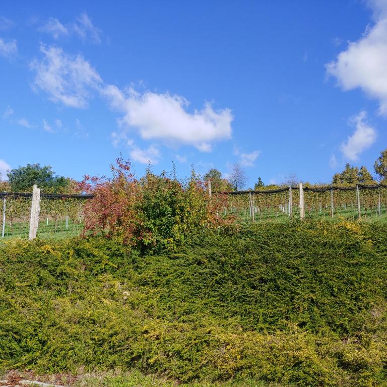 kleine Reblaus - Vacation Home - 34