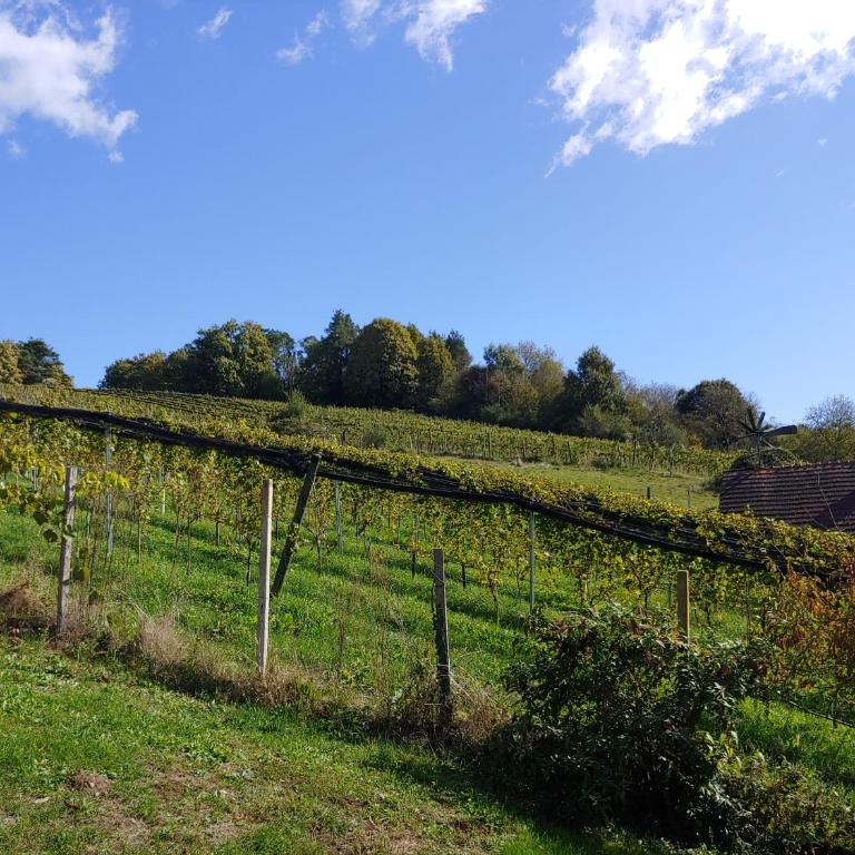 kleine Reblaus - Vacation Home - 33