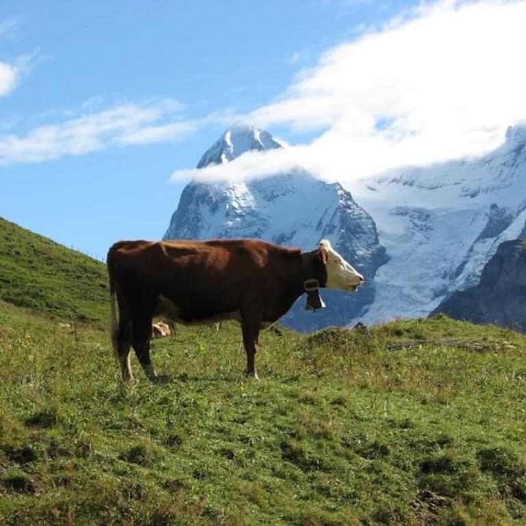 Your home in Mürren near the ski slopes and hiking trails - Apartment mit 3 Schlafzimmern - 28