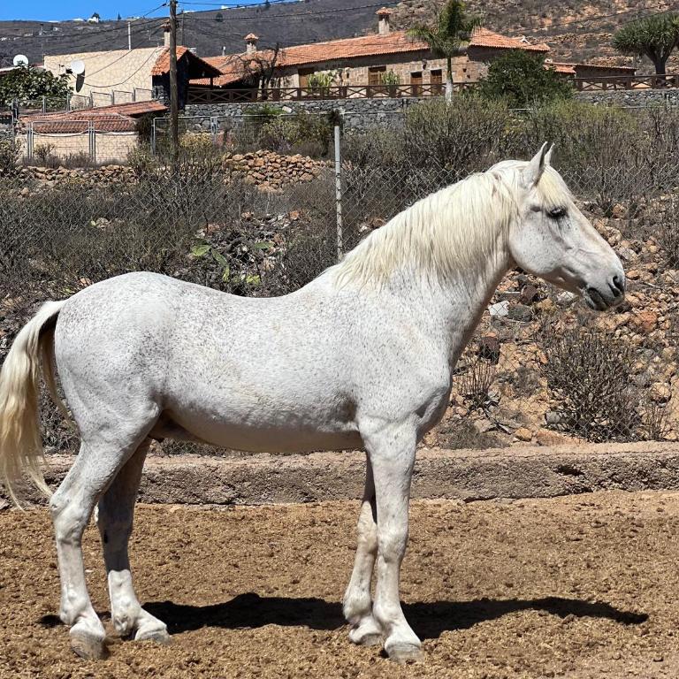 Tantulia la casita del Caballo - Apartamento de 1 dormitorio - 6