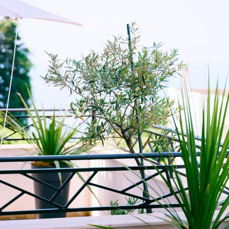 The Rooftop of Apartments Lungo Mare - Superior Studio - 5