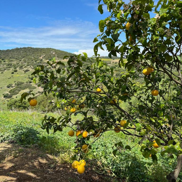 Finca la Vina - Villa con piscina privada - 44
