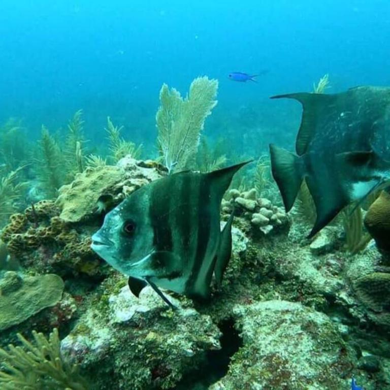 Al lado de ZAMNA, cenotes, Alberca, 2 Rec, cerca de aeropuerto, playa 15 min - Apartamento Familiar de 2 dormitorios - 51