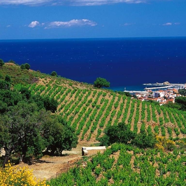 Charmant séjour au cœur des vignes de Banyuls - Haus mit 2 Schlafzimmern - 5