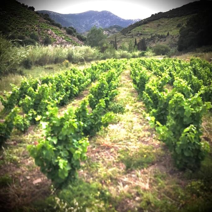 Charmant séjour au cœur des vignes de Banyuls - Haus mit 2 Schlafzimmern - 22