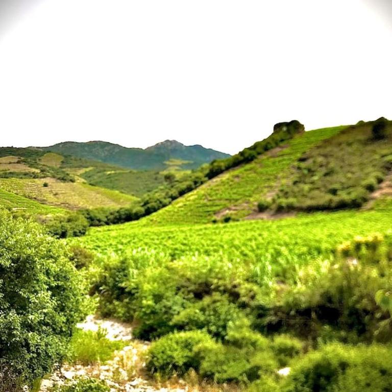 Charmant séjour au cœur des vignes de Banyuls - Haus mit 2 Schlafzimmern - 37