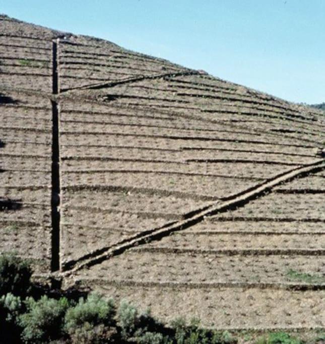 Charmant séjour au cœur des vignes de Banyuls - Haus mit 2 Schlafzimmern - 39