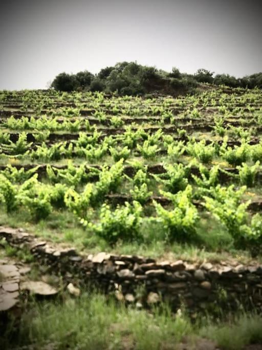 Charmant séjour au cœur des vignes de Banyuls - Haus mit 2 Schlafzimmern - 56
