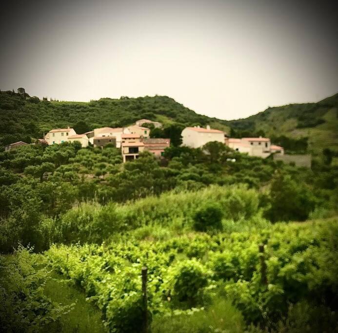 Charmant séjour au cœur des vignes de Banyuls - Haus mit 2 Schlafzimmern - 66