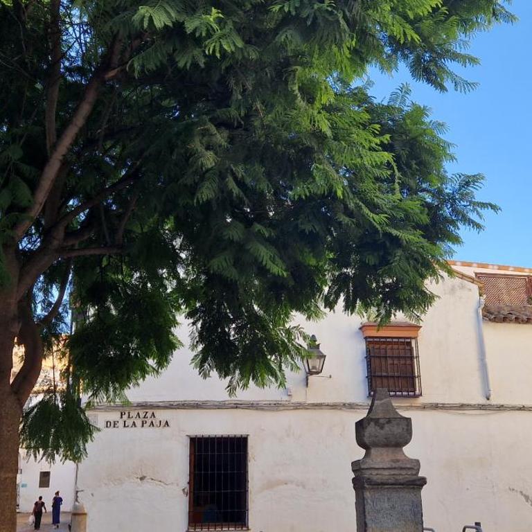 Terraza de la Axerquía - Apartamento de 3 dormitorios - 35