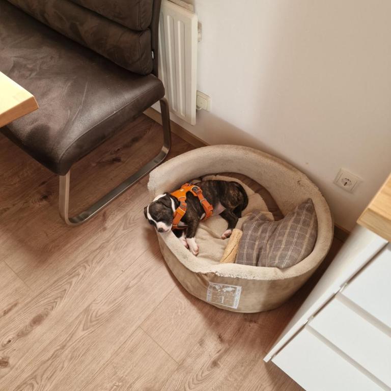 Chalet Fini - Haus mit 2 Schlafzimmern - 17