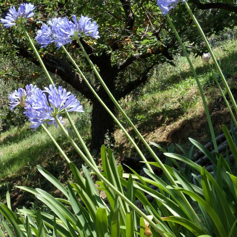 "Ulivi House" inside Le Agavi Private Park, shared Pool, Tennis, 2 AC BDR, 2BTH, parking next home and private garage in Lerici! Cooking Lesson and Wine Tasting - Casa con 2 Camere da Letto - 56