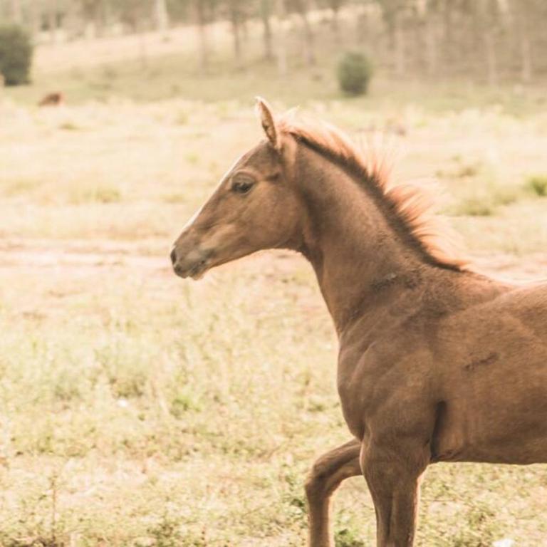 Casa de campo en estancia ganadera La Pilona - Casa de 3 dormitorios - 9