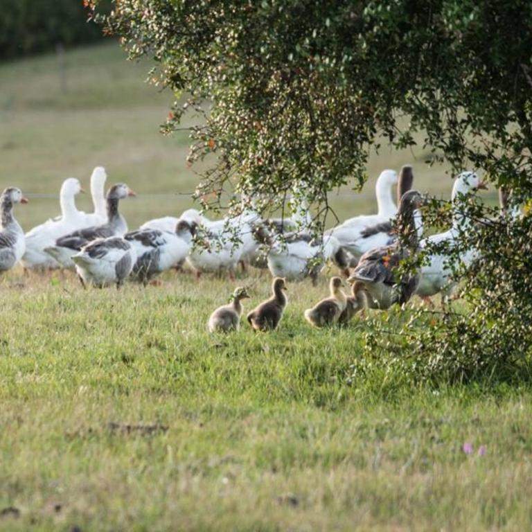 Casa de campo en estancia ganadera La Pilona - Casa de 3 dormitorios - 15