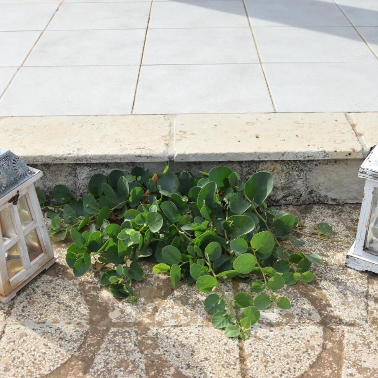 Villa Mimì - Casa con 3 Camere da Letto - 23