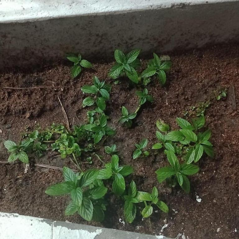 CycIoneda House - One-Bedroom House - 34