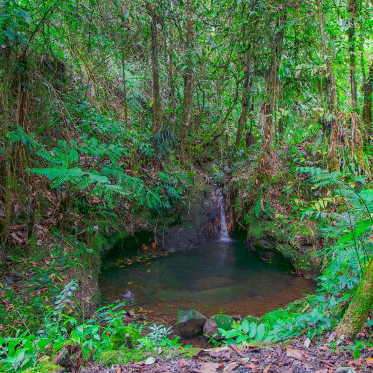 Boskoso Forest Retreat Jacuzzi & Waterfall - Superior Chalet - 19