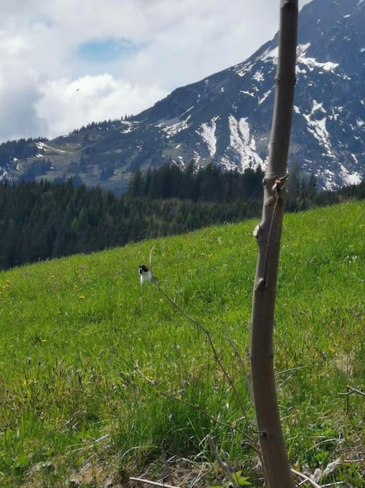 Sonnige ruhige Fewo Bergpanorama auf 1200m mit Süd Balkon - Apartment mit 2 Schlafzimmern - 30