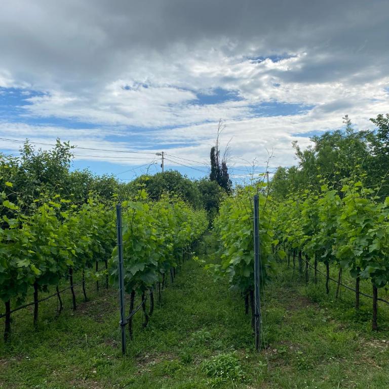 Apartment Matija Airport - Apartman sa 1 Spavaćom Sobom - 21