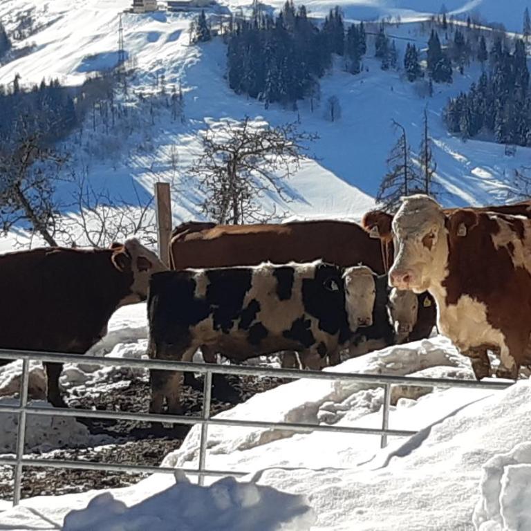 Almhütte Brandgut - Chalet - 51