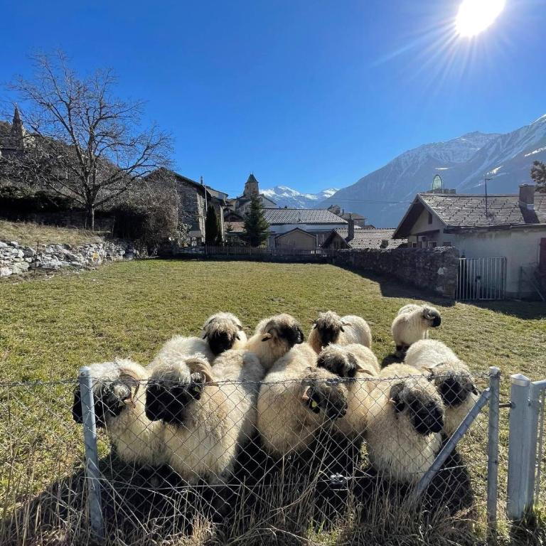 Stay in the Heart of Wallis - Apartment mit 3 Schlafzimmern - 4