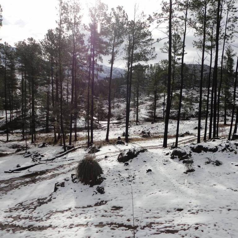 Cabaña villa alpina Mantillo de bosque - Chalet de 2 dormitorios - 43