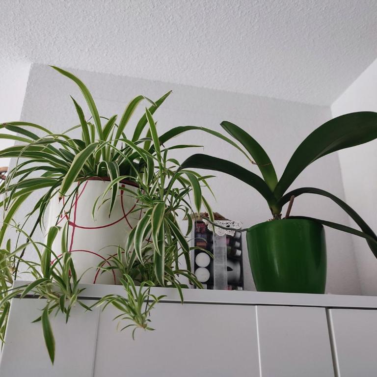 Location de charme T3 au 2e étage et dernier étage - Apartamento de 2 dormitorios - 18