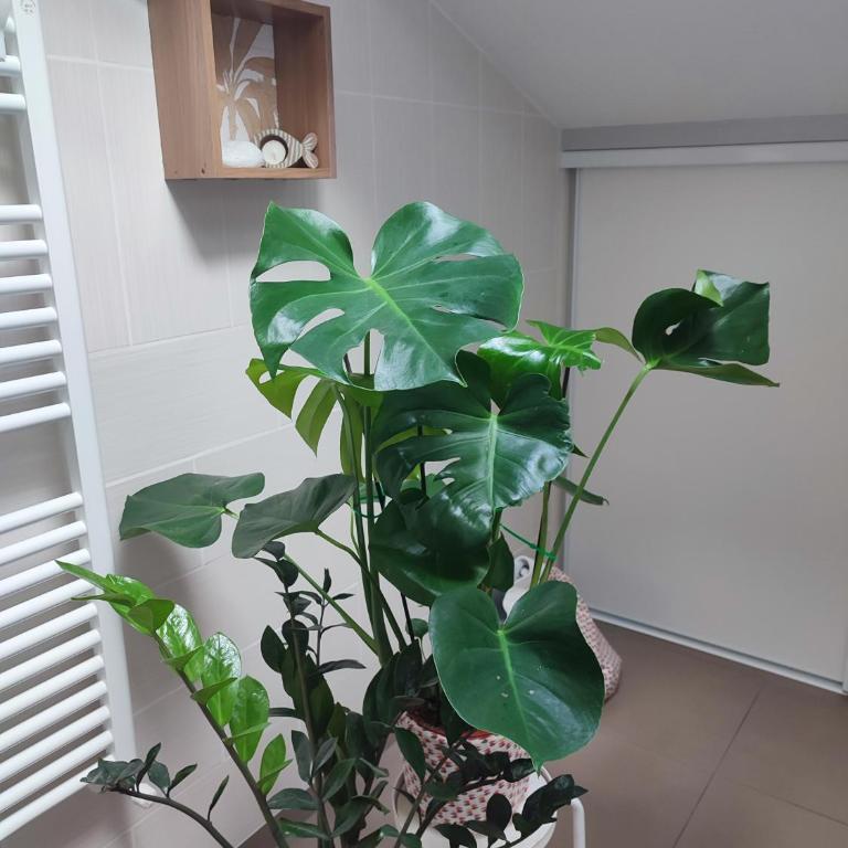 Location de charme T3 au 2e étage et dernier étage - Apartamento de 2 dormitorios - 30