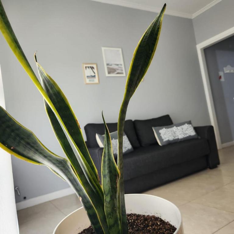 Mare Mdq - Apartamento de 1 dormitorio - 2