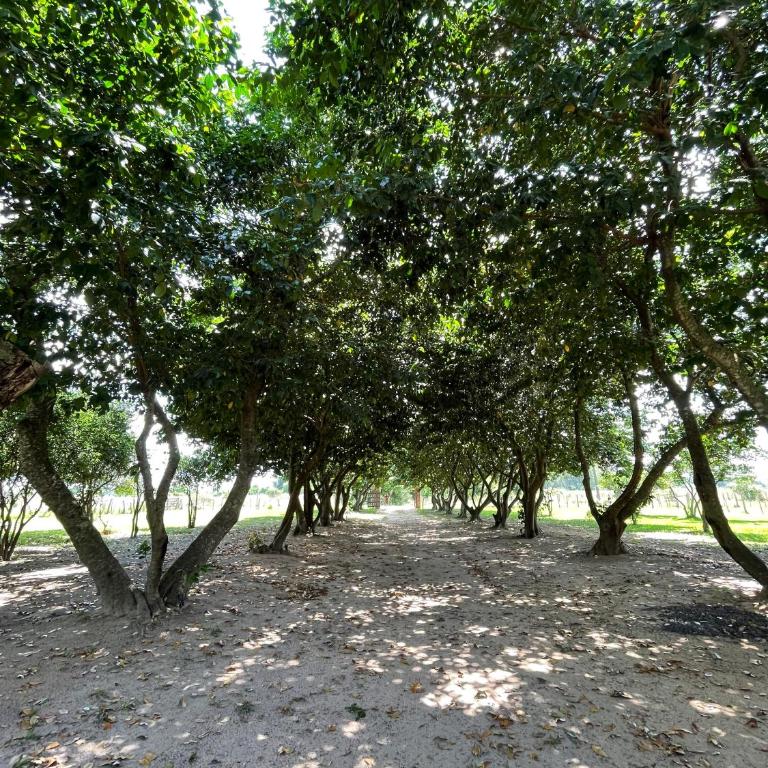 Casa Quinta en Pilar, Ñeembucú - Casa de 2 dormitorios - 39