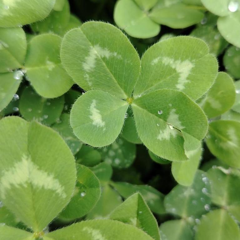 Cabaña Villa Mariana - Casa de 4 dormitorios - 2